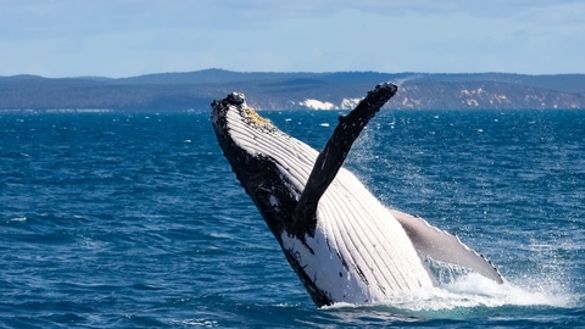 Whale breaching off the coast of Hervey Bay