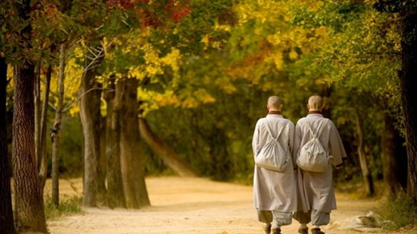 Peace on a Forest Trail
