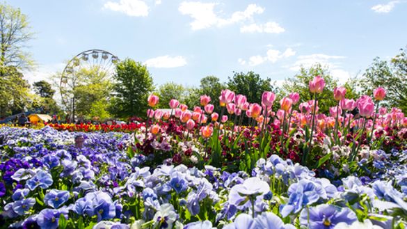 Floriade returns with the theme of Rejuvenate this spring