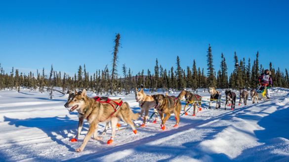 2017 Yukon Quest. Photo by Julien Schroder