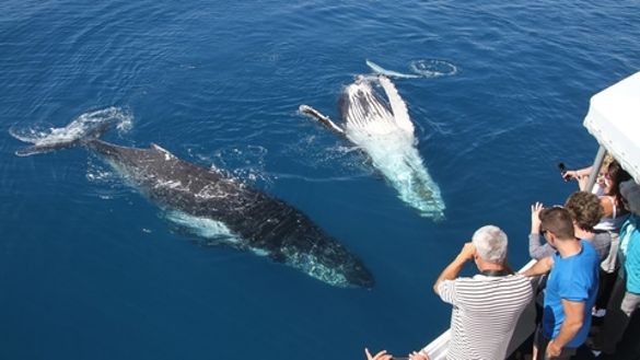Tourists have already enjoyed some up-close encounters with humpback whales in Hervey Bay this year.