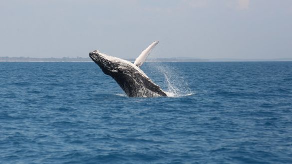 Tourists may see humpbacks breaching in Hervey Bay at any time during the entire whale watching season but September is the best time to hear the gentle giants singing.