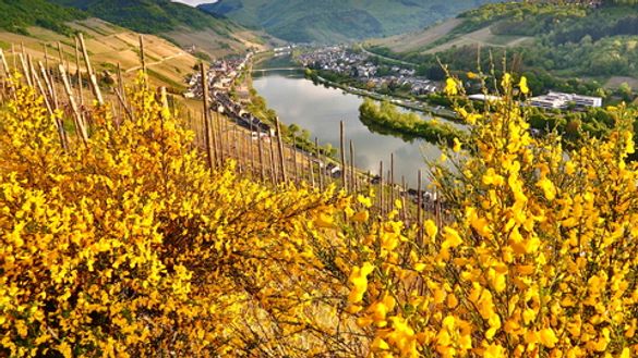 Moselle River in Autumn