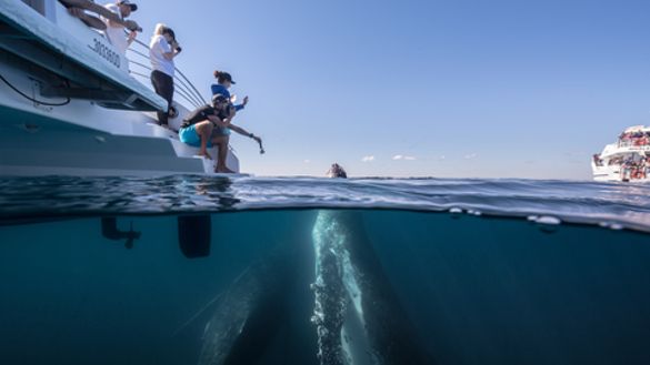 Whale Watching, Blue Dolphin Tours