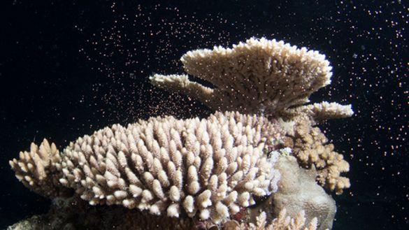 Coral spawning on the Great Barrier Reef