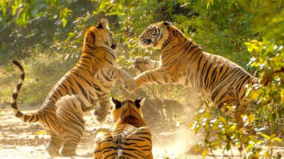 Known as the ‘Tiger State’, Madhya Pradesh is home to six tiger reserves.