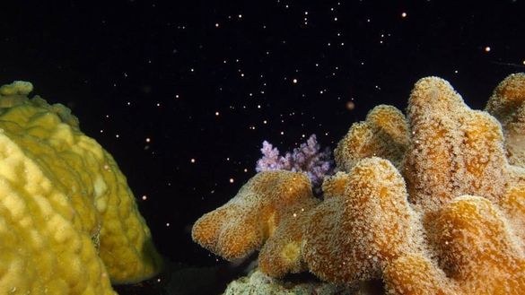 Image taken by Darren Miller aboard Divers Den’s ReefQuest on December 9 at Saxon Reef