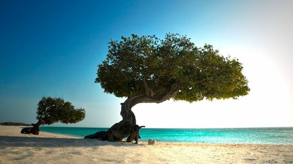 Divi Divi Tree, Eagle Beach, Aruba 