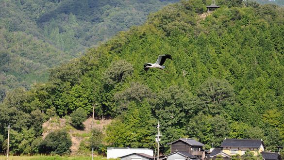 Hyogo Park of the Oriental White Stork