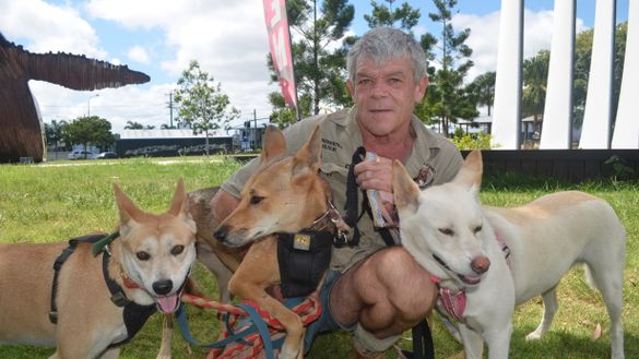 Fraser Coast wildlife Sanctuary curator Ray Revill with dingoes Kora, Wondai and Spirit.