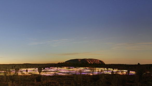 Field of Light Uluru to shine to 2020