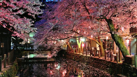 Cherry blossoms by night in central Kinosaki 
