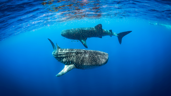 image taken in March 2018 by Michael Wigram at Ningaloo Discovery, a rare sighting of two whale sharks circling each other.