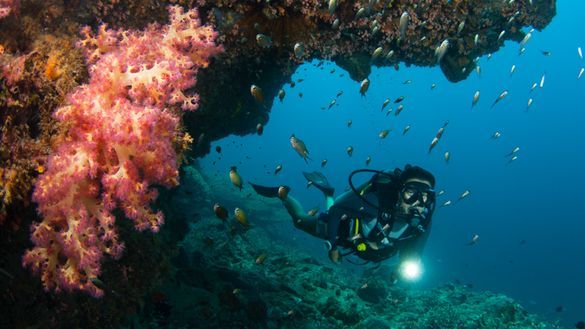 Diving at Tenggol Island 1