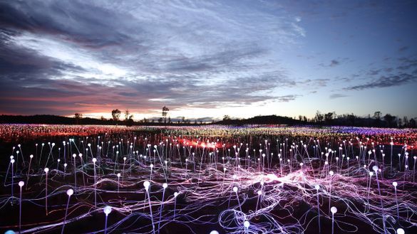 Field of Light Uluru extended to 2020