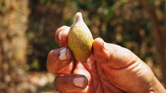 The true taste of Kakadu... a Kakadu plum