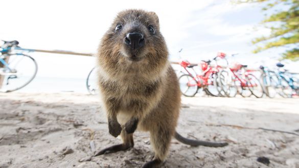 Quokka at Rottnest Island
