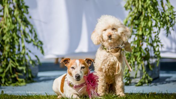 Tilly (jack russell) and George (mini poodle) doggy friendship ceremony