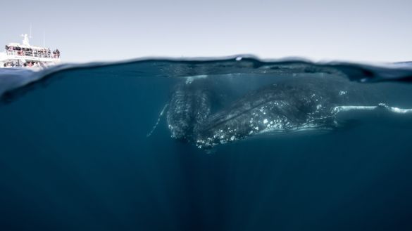 Preview Whale I Never Quirky Facts About Humpbacks Revealed