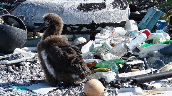 An estimated eight million tonnes of plastic pollution pours into our oceans annually, impairing and killing wildlife and poisoning ecosystems