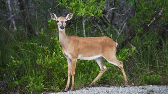 Key Deer