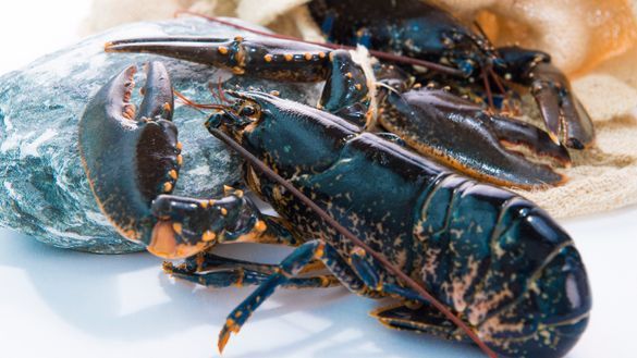 Blue Lobster - h Blue Lobster - h
