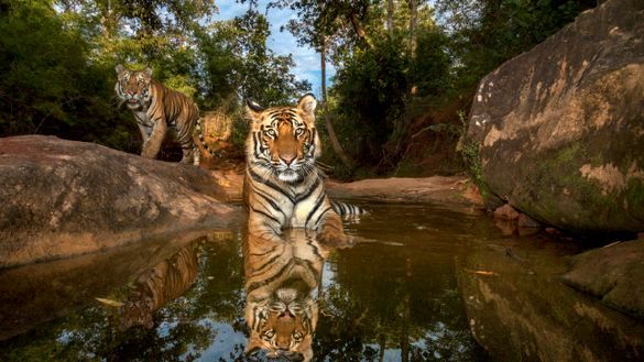 14-month-old sibling cubs cool off in a watering hole in India's Bandhavgarh National Park, India