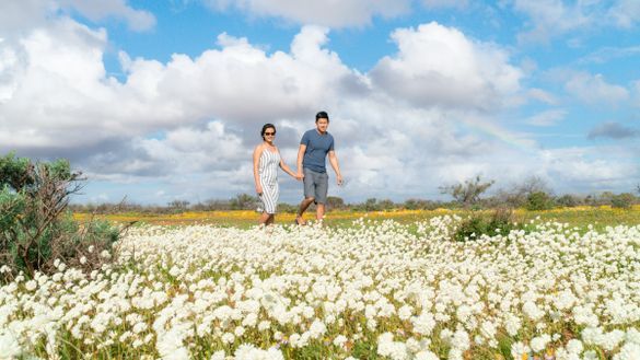 Everlastings in Carnarvon along Australia's Coral Coast
