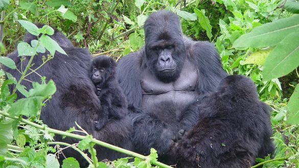 Mountain Gorillas in Rwanda