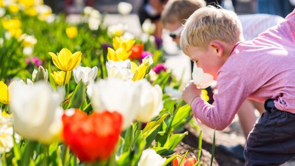 Floriade - Australia's biggest celebration of spring - returns in 2018.
