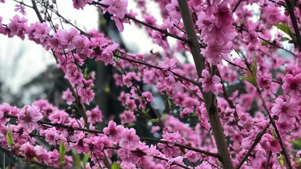 Early peach blossom