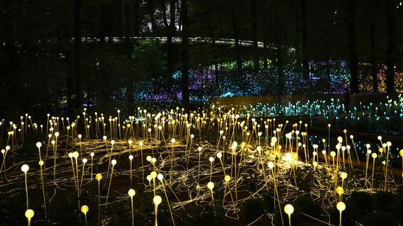 Bruce Munro's Field of Light