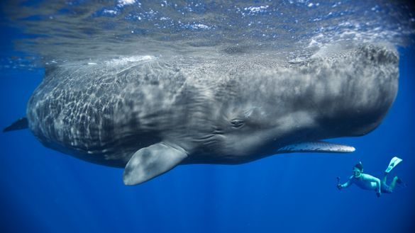 Patrick filming a sperm whale