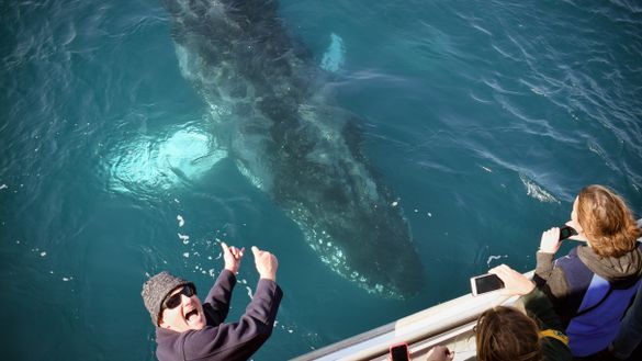 Wilsons Promontory Whale Watching Cruise