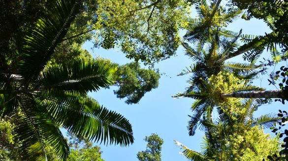 K'gari's rainforest canopy