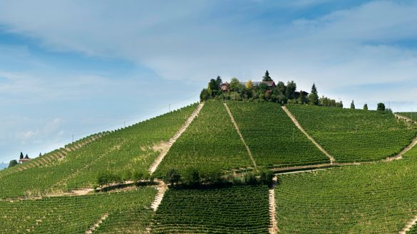 Pio Cesare Vineyard (Barolo, Italy)