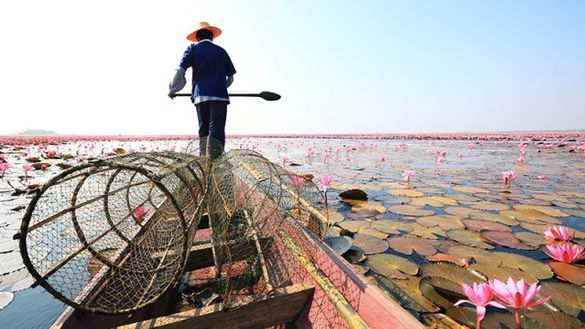 Lotus Sea in Udon Thani, Northeast of Thailand