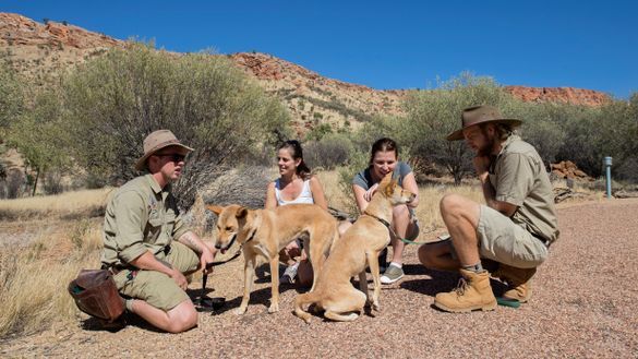The dingo experience at Alice Springs Desert Park