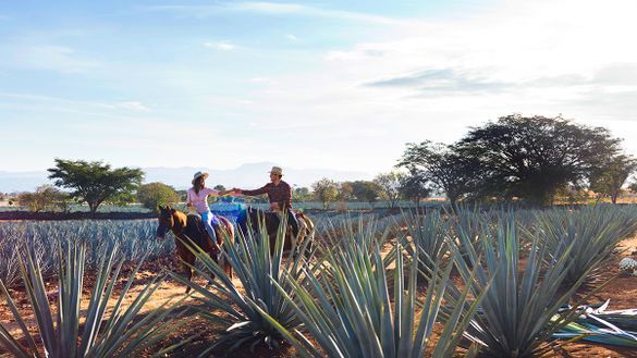 Mundo Cuervo: Equine Experience