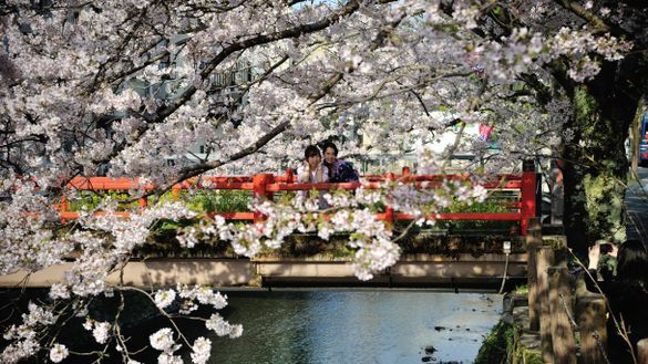 Cherry Blossoms in Kinosaki Onsen 