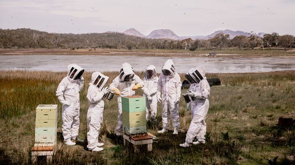 Saffire Freycinet Beekeeping Experience