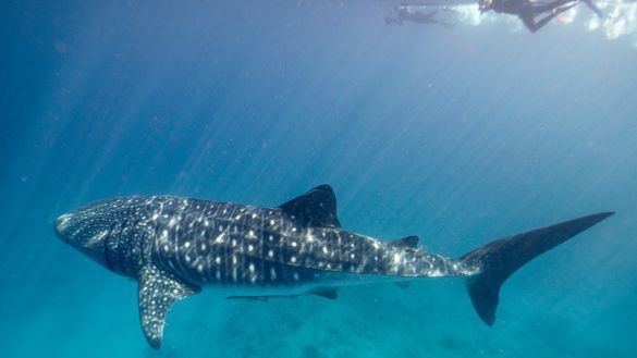 Swimming with whale sharks at Ningaloo Reef