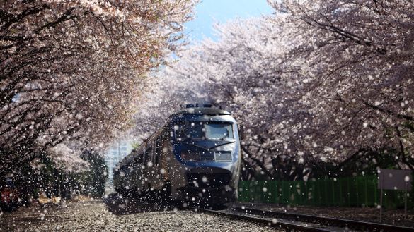 Jinhae Cherry Blossom Festival 