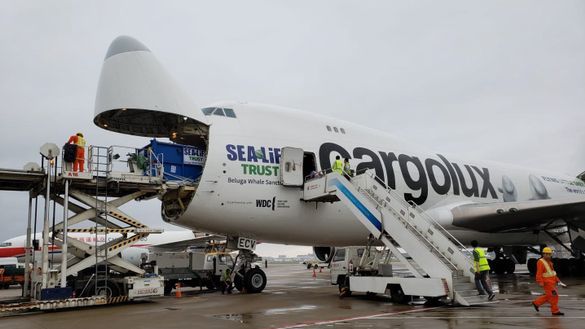 Preview: Beluga Whales Safely Land In Iceland