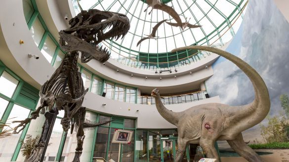N.C. Museum of Natural Sciences