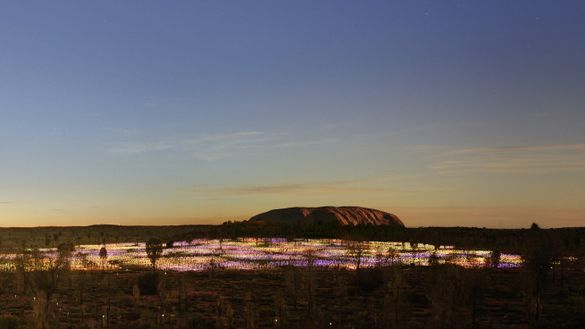 Field of Light Uluru