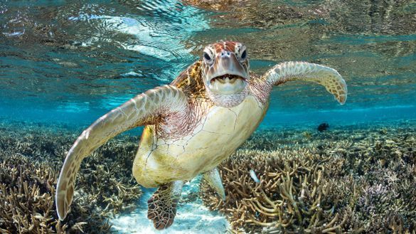 Turtle - Lady Elliot Island - Image credit 