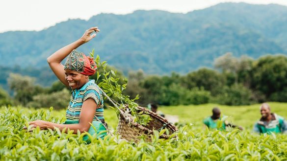 Local tea leaf pickers at Nyungwe House in Rwanda