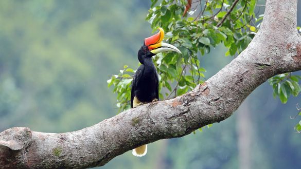 Rhinoceros Hornbill, Borneo