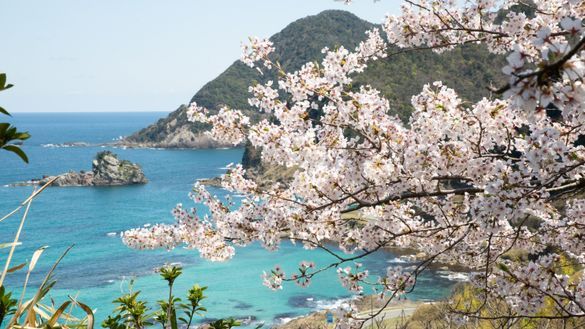 Takeno Beach with Sakura